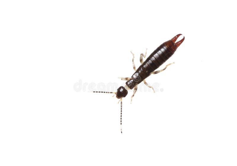 Monarchie Zeg opzij schoner Oorwig insect op wit stock foto. Image of griezelig - 173512452