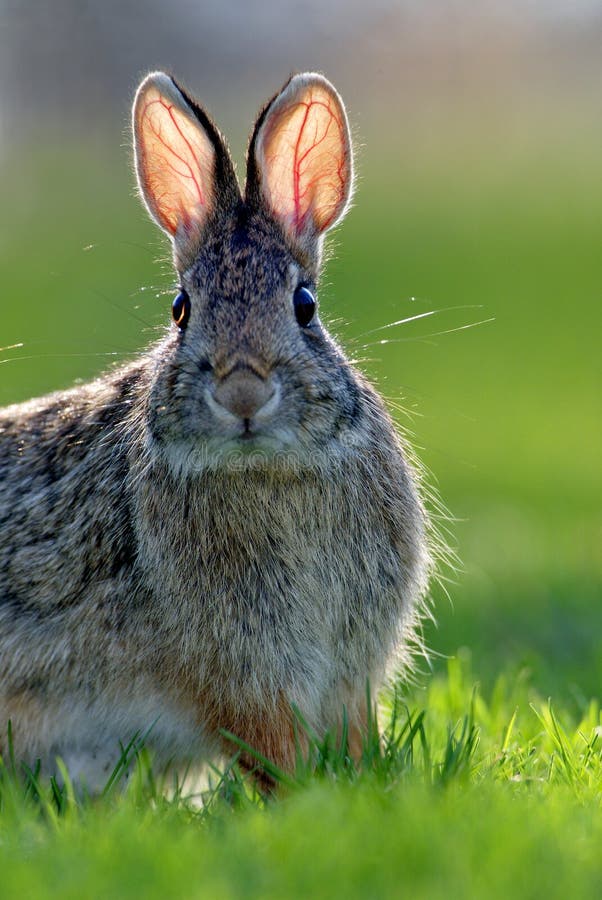 Oostelijk Katoenstaartkonijn (Sylvilagus floridanus) royalty-vrije stock foto Oostelijk Katoenstaartkonijn (Sylvilagus floridanus) royalty-vrije stock foto