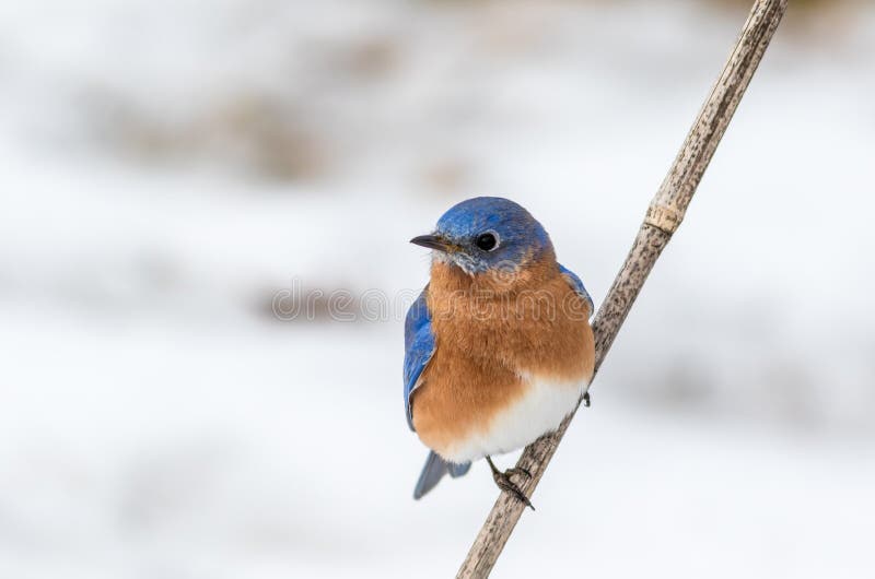 Eastern Bluebird, Sialia sialis, male perched in February with snow on the ground. Beautiful songbird. Blue in nature. Eastern Bluebird, Sialia sialis, male perched in February with snow on the ground. Beautiful songbird. Blue in nature.