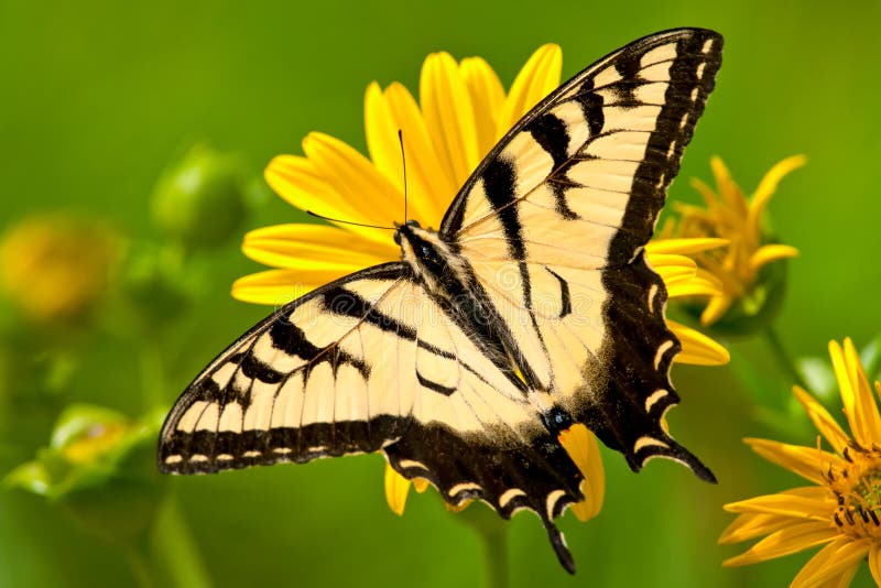 Oostelijk Tiger Swallowtail Butterfly royalty-vrije stock foto's Oostelijk Tiger Swallowtail Butterfly royalty-vrije stock foto's