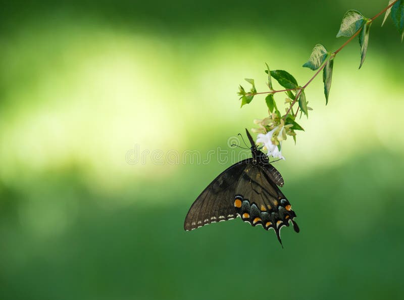 Oostelijk Tiger Swallowtail Butterfly stock afbeelding Oostelijk Tiger Swallowtail Butterfly stock afbeelding
