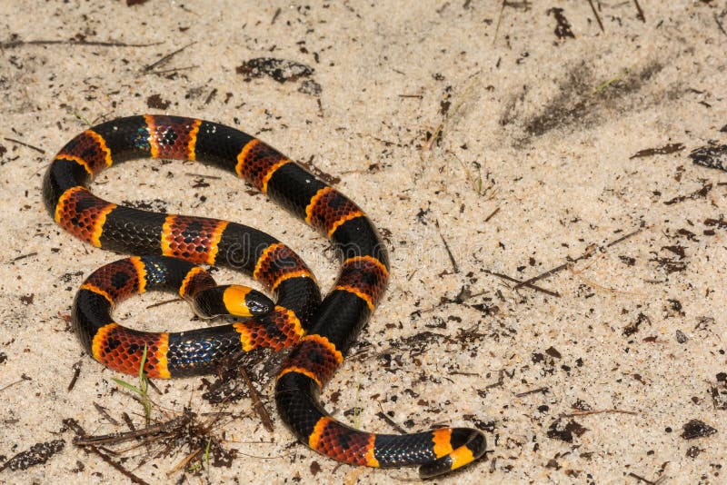 An Eastern Coral Snake in the sand hills at Apalachicola National Forest. An Eastern Coral Snake in the sand hills at Apalachicola National Forest.