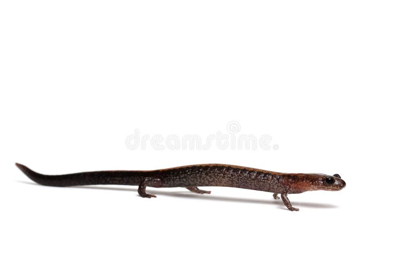 Oostelijke Redback-Salamander royalty-vrije stock afbeeldingen Oostelijke Redback-Salamander royalty-vrije stock afbeeldingen