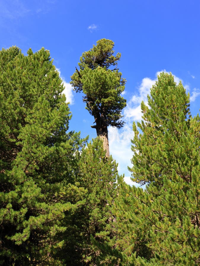 Oostenrijkse naaldbomen, Arolla-pijnboombomen, dichtbij Obergurgl, ã-Tztal in Tirol, Oostenrijk royalty-vrije stock foto Oostenrijkse naaldbomen, Arolla-pijnboombomen, dichtbij Obergurgl, ã-Tztal in Tirol, Oostenrijk royalty-vrije stock foto