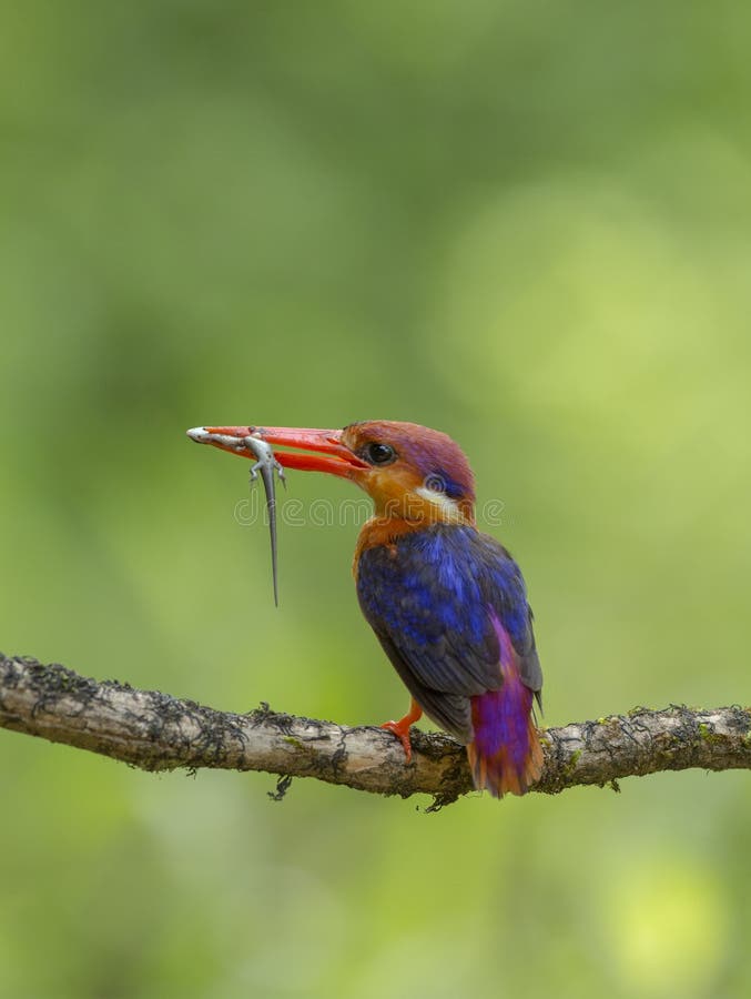 Oriental Dwarf Kingfisher with Skink in his mouth at Chiplun,Maharashtra,India,Asia. Oriental Dwarf Kingfisher with Skink in his mouth at Chiplun,Maharashtra,India,Asia