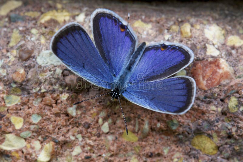 Eastern Tailed Blue butterfly dorsal view on patio stone in West Dundee Illinois   800462  Cupido comyntas. Eastern Tailed Blue butterfly dorsal view on patio stone in West Dundee Illinois   800462  Cupido comyntas