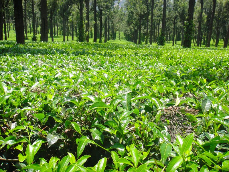 Ooty tea estate stock photo. Image of vast, plants, ooty 35861470