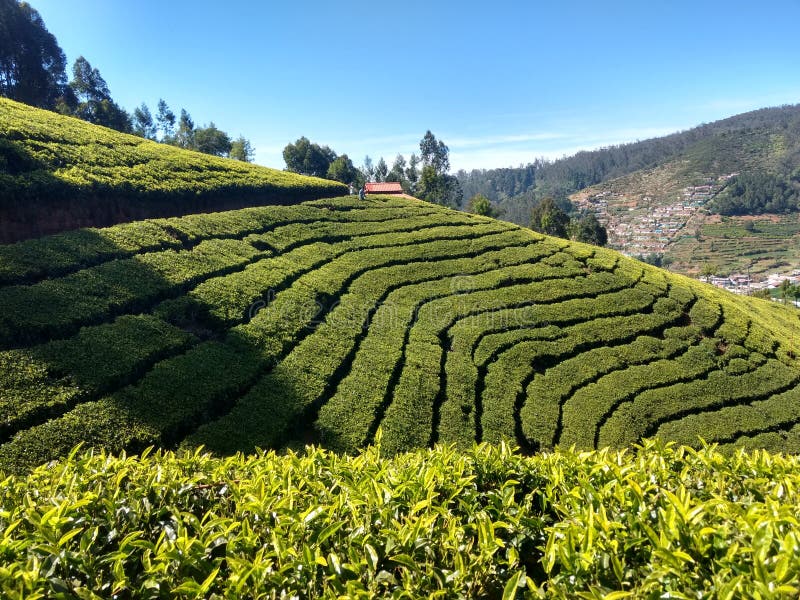 Ooty Tea Estates, Ooty Tamil Nadu Stock Image Image of black