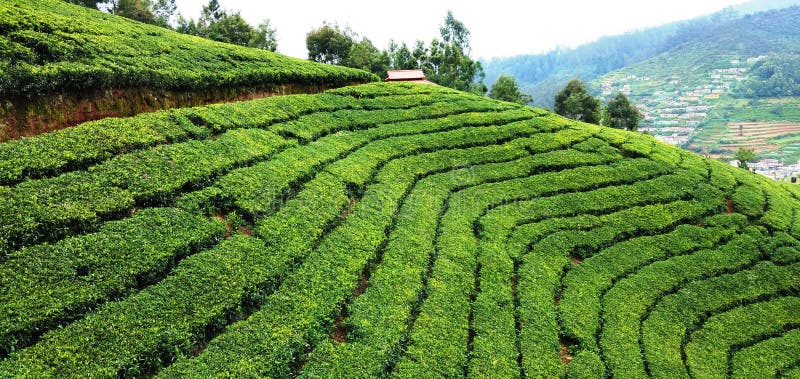 tea plantation visit ooty