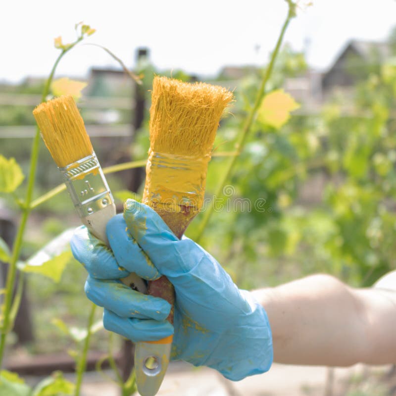 Op de hand draagt een blauwe handschoen waarin er twee die borstels in gele verf in openlucht worden gesmeerd zijn stock afbeelding Op de hand draagt een blauwe handschoen waarin er twee die borstels in gele verf in openlucht worden gesmeerd zijn stock afbeelding