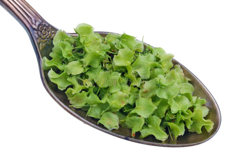 Op de oude gouden lepel is er een dosis natuurlijk geneesmiddel - kleine groene zaden van de installatie van de weidemieriksworte royalty-vrije stock afbeeldingen Op de oude gouden lepel is er een dosis natuurlijk geneesmiddel - kleine groene zaden van de installatie van de weidemieriksworte royalty-vrije stock afbeeldingen