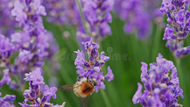 Op een lavendelbloem honingbij