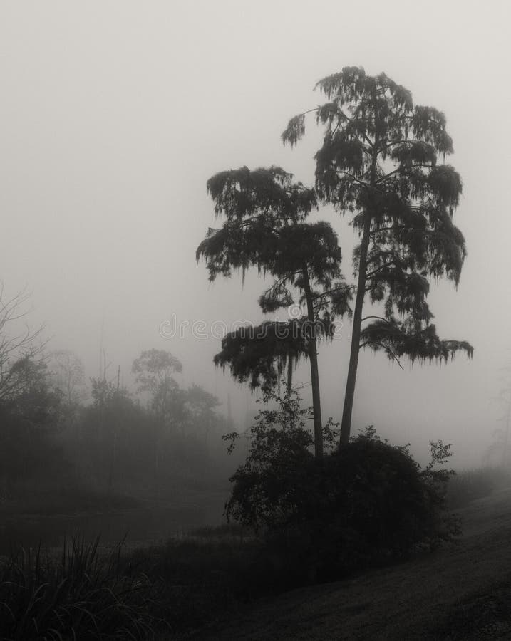 Cypress trees in the Guste Island swamp of coastal Louisiana inspire a spooky silhouette on a foggy morning. Cypress trees in the Guste Island swamp of coastal Louisiana inspire a spooky silhouette on a foggy morning.