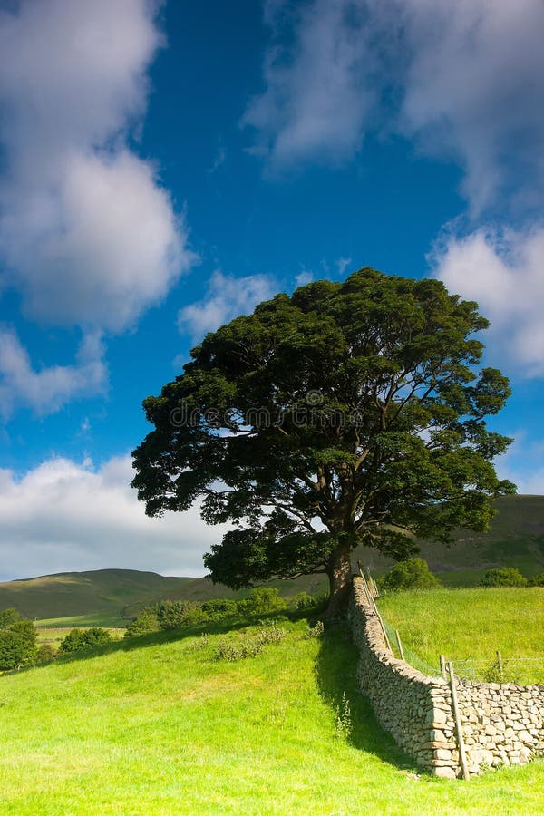 Op het weiland in de Dallen Nationaal Park van Yorkshire, Cumbria, Engeland royalty-vrije stock afbeeldingen Op het weiland in de Dallen Nationaal Park van Yorkshire, Cumbria, Engeland royalty-vrije stock afbeeldingen