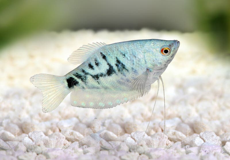 Opaline Gourami Trichopodus trichopterus tropical aquarium fish