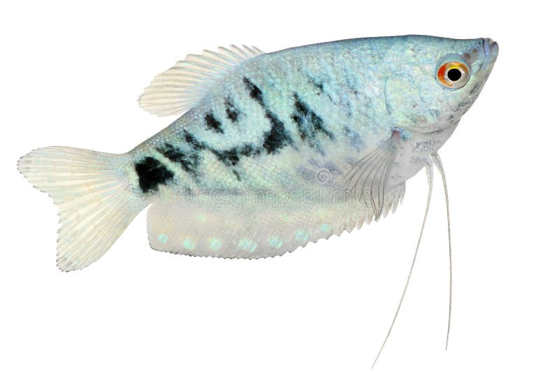 Opaline Gourami Trichopodus trichopterus tropical aquarium fish