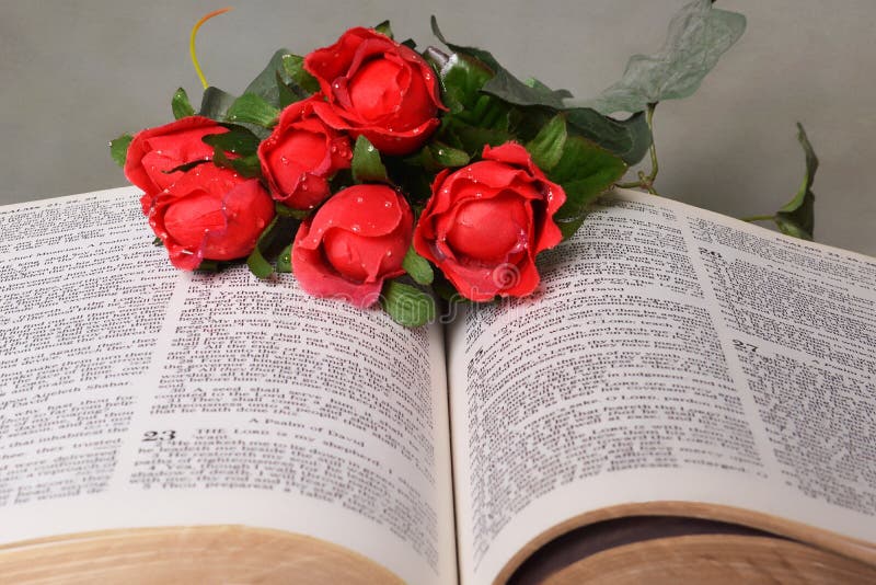 260+ Red Rose On A Bible Stock Photos, Pictures & Royalty-Free Images -  iStock
