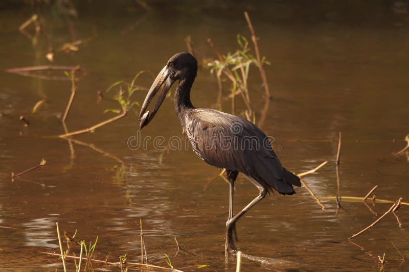 Open bill stork on the Zambezi