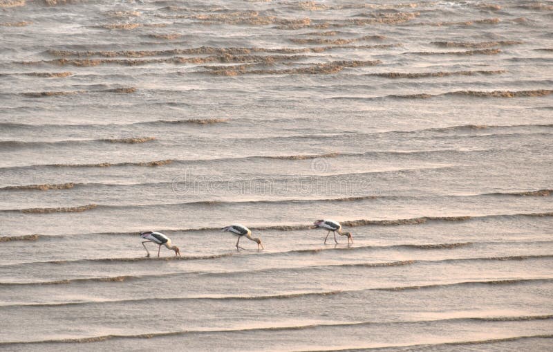 open-billed stork bird walking and catching for fis or shellfish on the sea