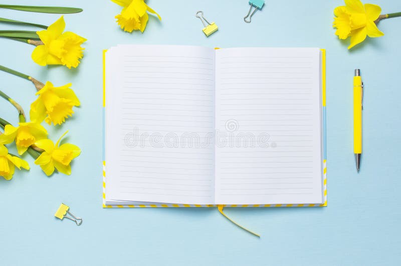 Open blank notebook, pen, clips, spring flowers daffodils narcissus on blue background. Female desktop, Office desk, spring