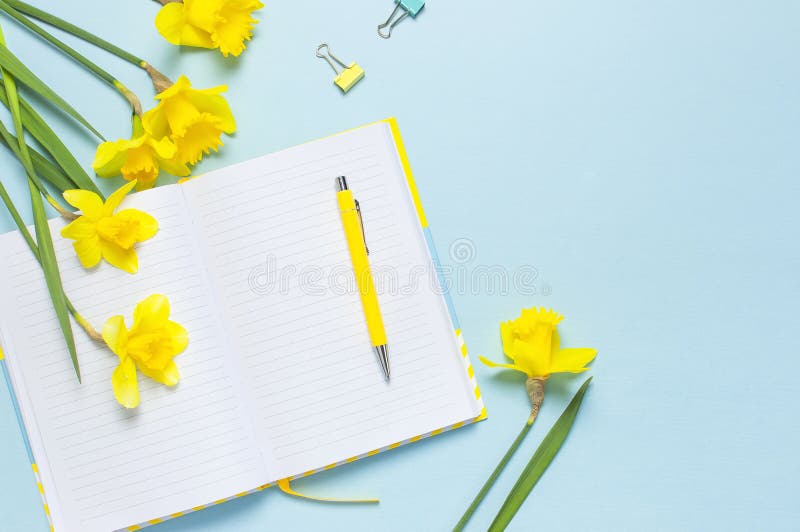 Open blank notebook, pen, clips, spring flowers daffodils narcissus on blue background. Female desktop, Office desk, spring