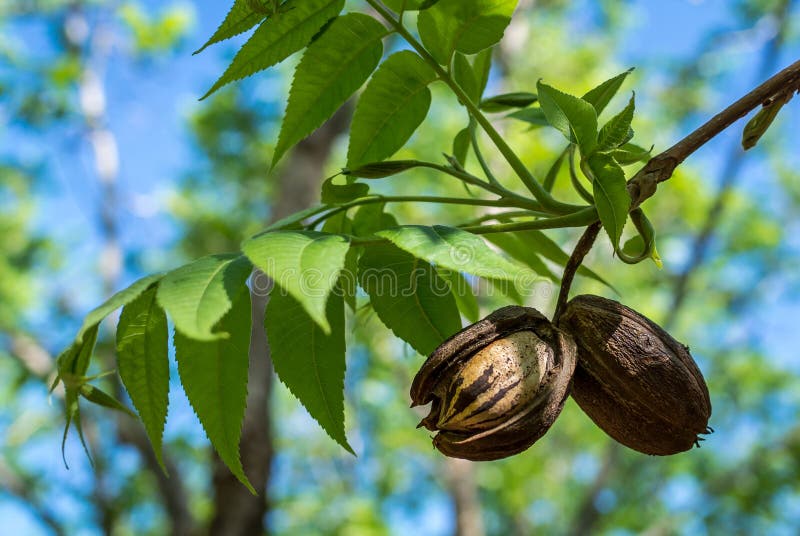 Pecan nut with an open husk, hanging from a green branch. Pecan nut with an open husk, hanging from a green branch