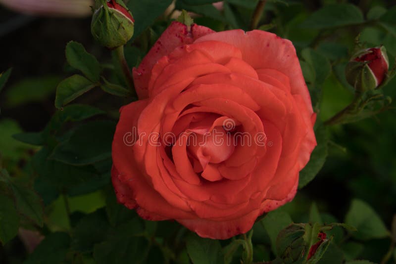 Open Buds of a Shrub Rose with Red-white Petals on a Background of ...