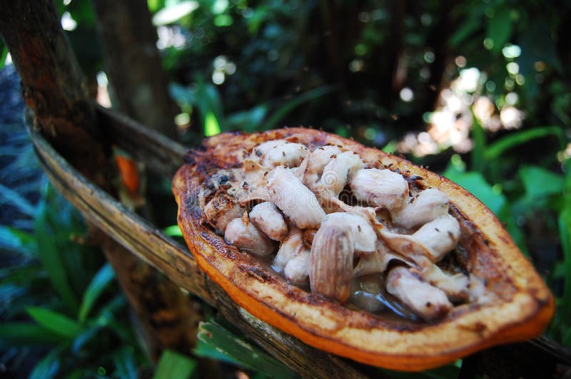 Open Cacao Pod, Fermenting stock photo. Image of food - 11112990