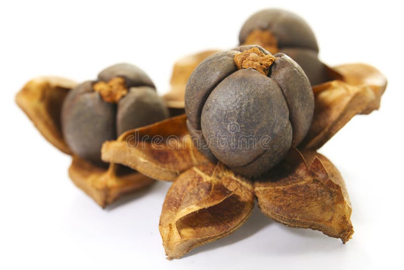 Open camellia nuts with seeds on a white background