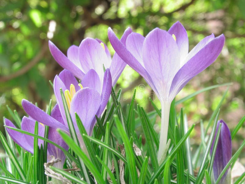 Open Crocuses