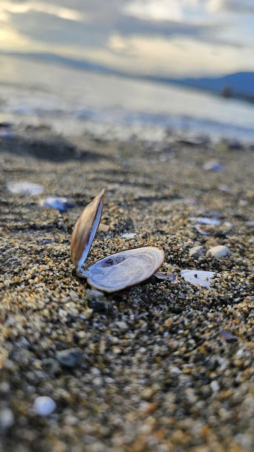 An open empty seashell lies on the shore. Loneliness, emptiness. A shell lies on a deserted shore, creating a feeling of abandonment