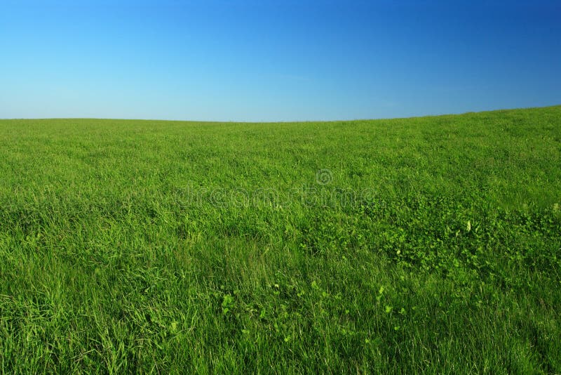 open field wallpaper