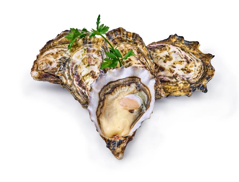 Fresh Raw Oyster Clams Isolated and Ready To Eat Stock Image Image of