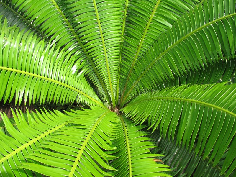 Open Green Fern Leaf Background