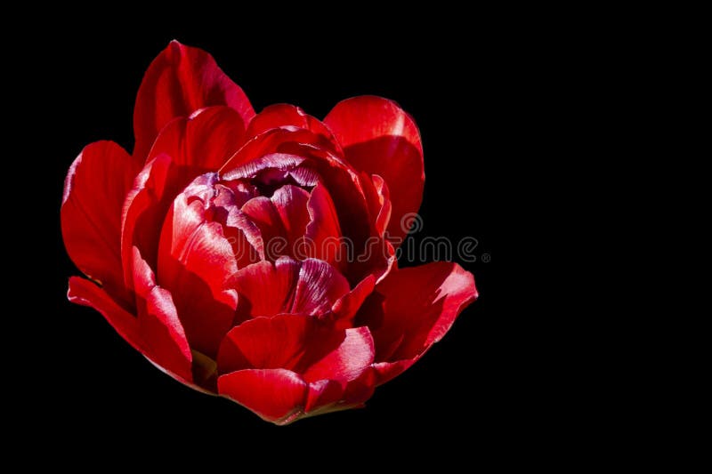 Open groot weelderig de knopclose-up van de badstof rood tulp op een zwarte achtergrond stock afbeelding Open groot weelderig de knopclose-up van de badstof rood tulp op een zwarte achtergrond stock afbeelding