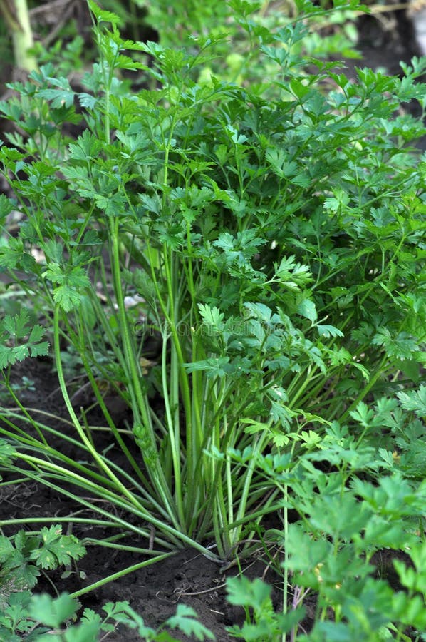In the Open Ground Parsley Grows Stock Image Image of leaves, branch