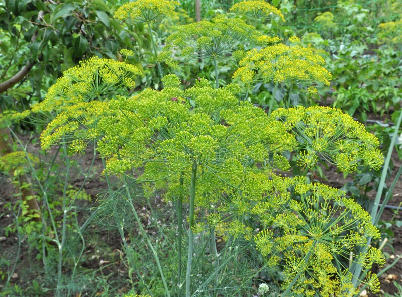 Vegetable Dill Grows in the Garden Stock Image Image of field