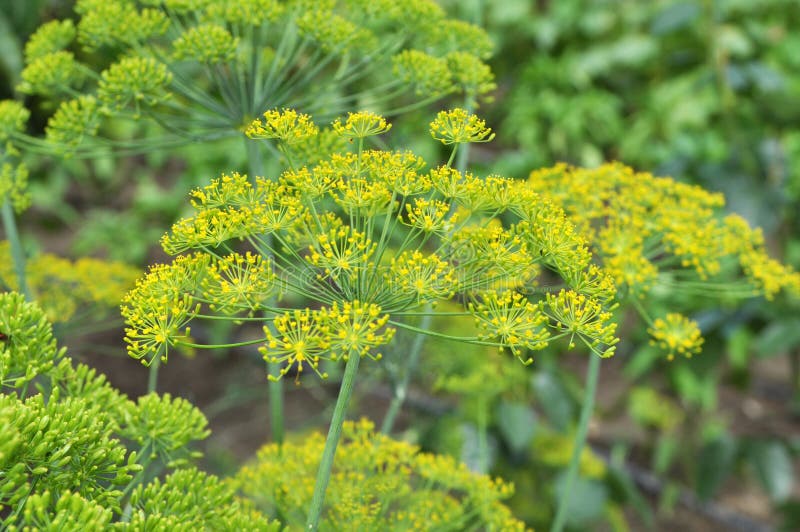 Vegetable Dill Grows in the Garden Stock Image Image of natural