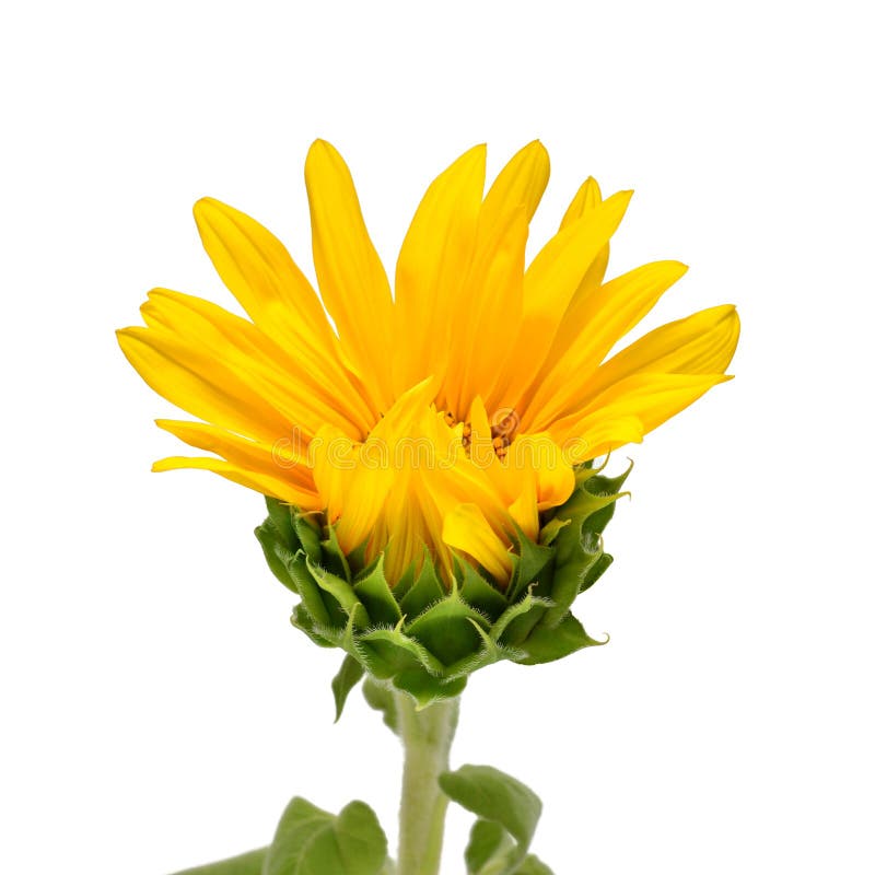 Open half sunflower flower isolated on white background. Plant growth, nature, agriculture. Food. Creative concept. Flat lay, top