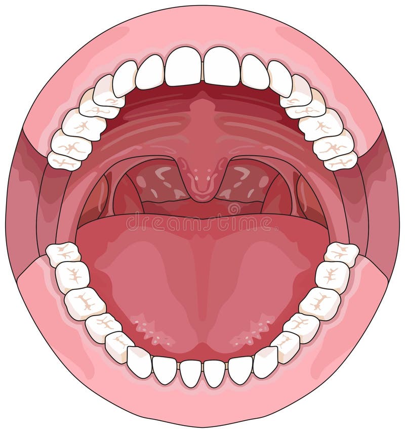 Open human mouth with tongue uvula full teeth upper lower jaw