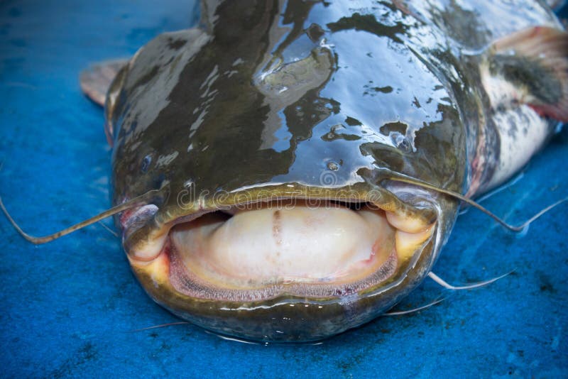 Open Mouth The Channel Catfish Close Up With Blue Background Stock