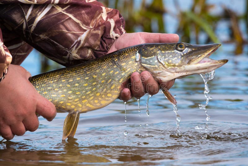 https://thumbs.dreamstime.com/b/open-mouthed-large-pike-drops-running-water-fisherman-s-hand-catch-release-fishing-trophies-caught-jig-92810366.jpg