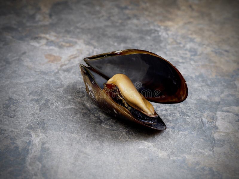 Open Mussel Shells on the Plate Stock Photo Image of mussel, seafood