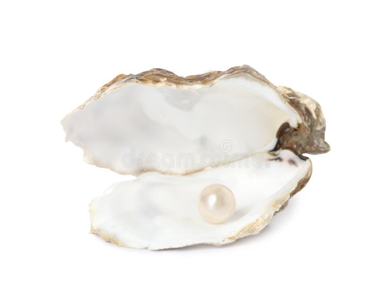 Open oyster shell with pearl on white background. Bivalve shell stock images, royalty-free photos and pictures