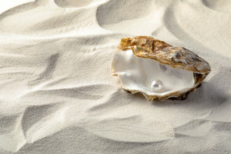 Open Oyster with Pearl Isolated on White Stock Image Image of