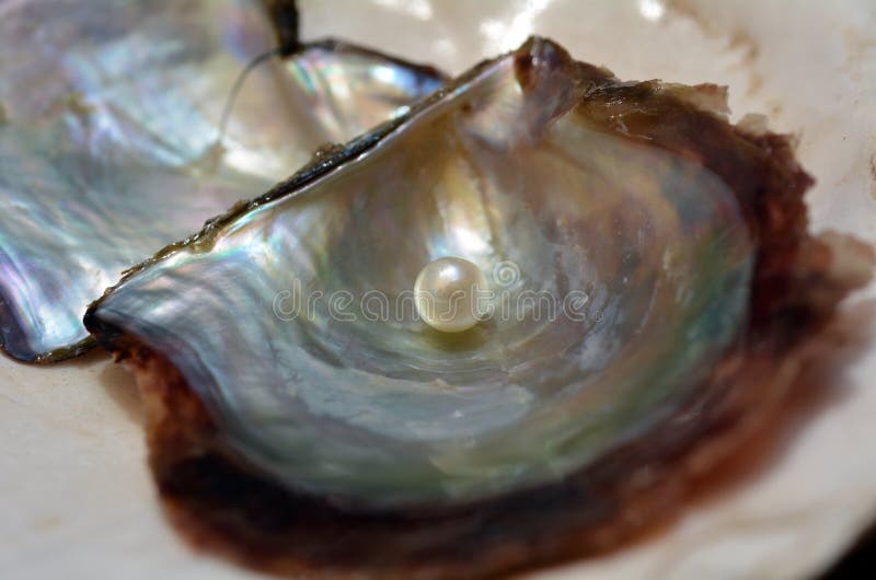 Open oyster with pearl stock image. Image of jewel, freshness 7306561