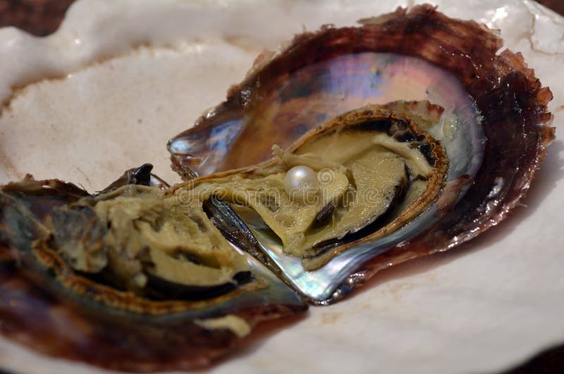 3,815 Oyster Pearl Photos - Free & Royalty-Free Stock Photos from