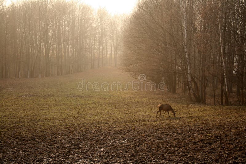 Autumn glade with a roe deer eating grass. Autumn glade with a roe deer eating grass.