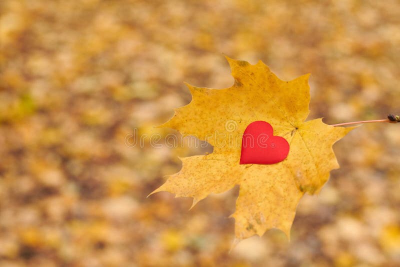Open Pure Heart Symbol, Copy Space Stock Photo - Image of autumn ...