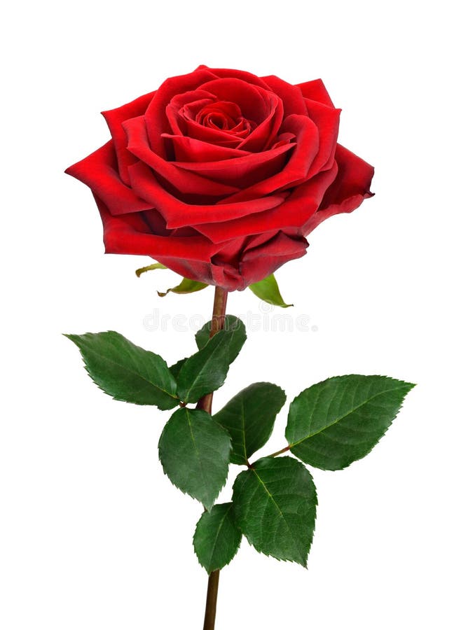 1,662,211 Rose Stock Photos - Free & Royalty-Free Stock Photos from  Dreamstime